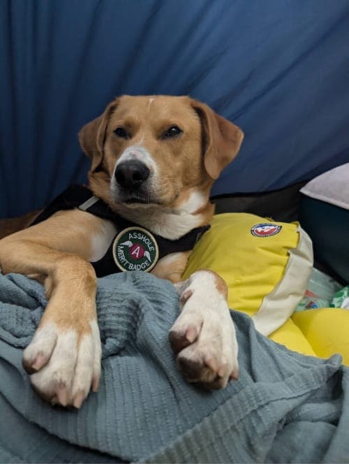 Jakey resting after a long day