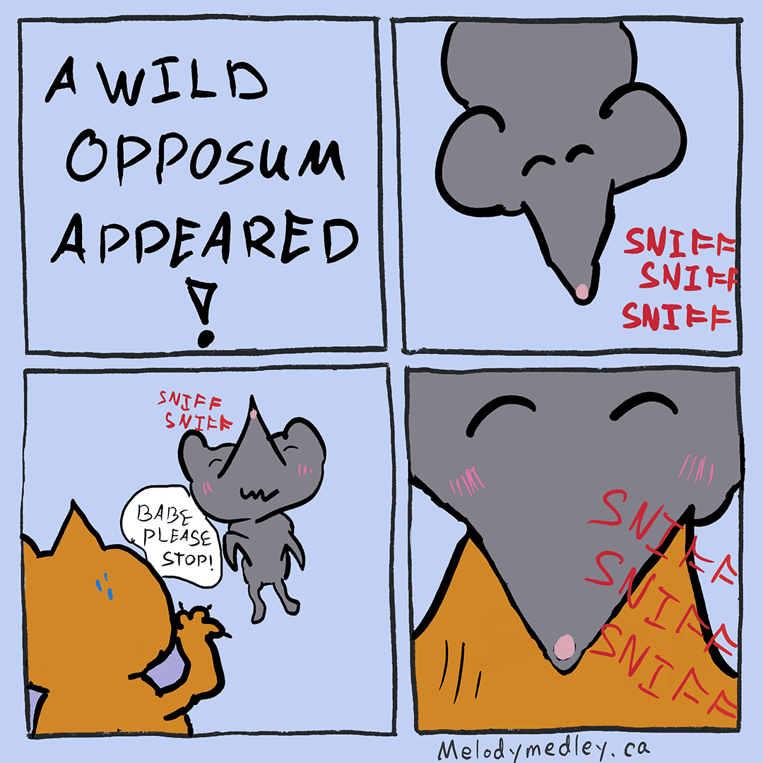 Oh, no! Not the Opossum!