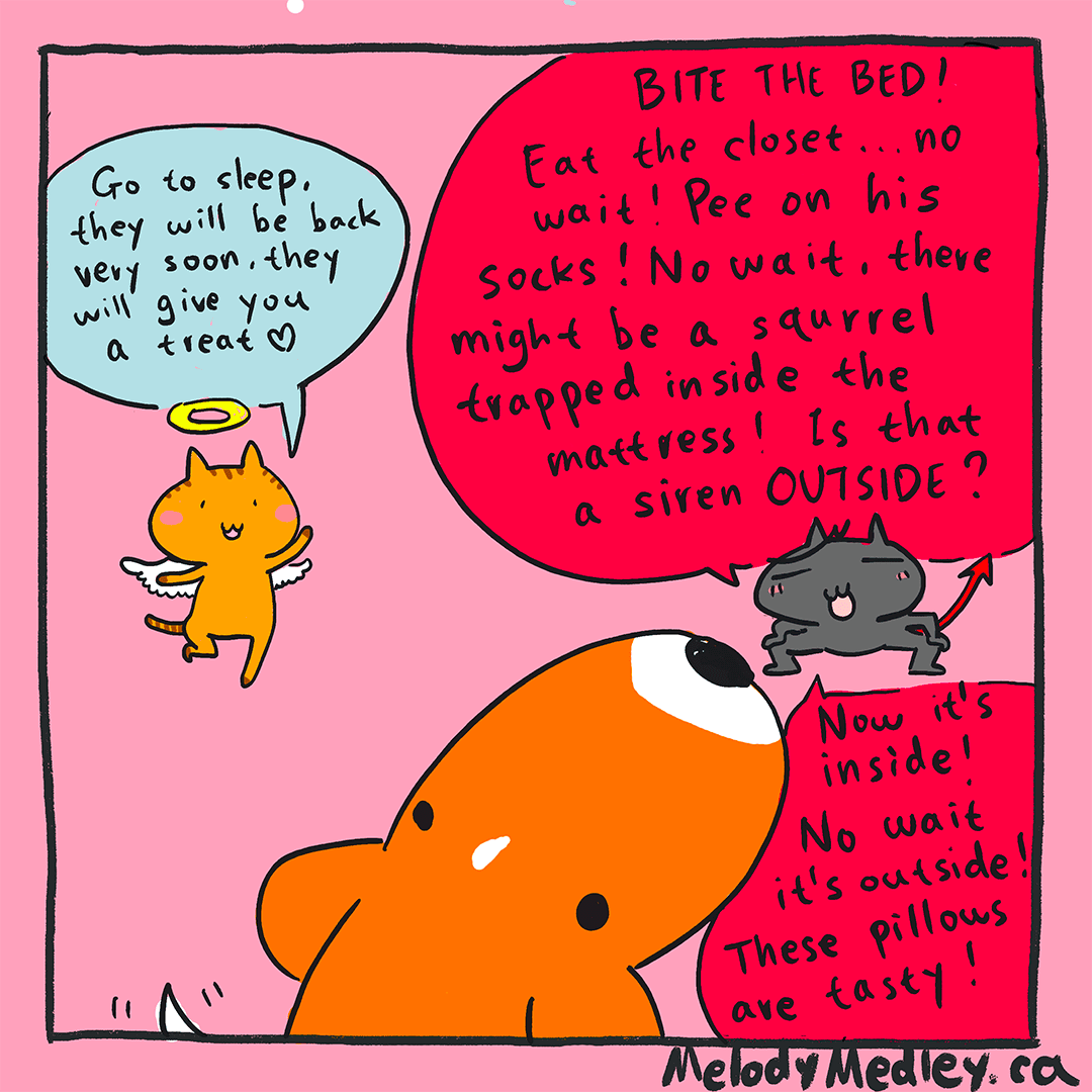 Every single time we are leaving him alone for a couple hours...